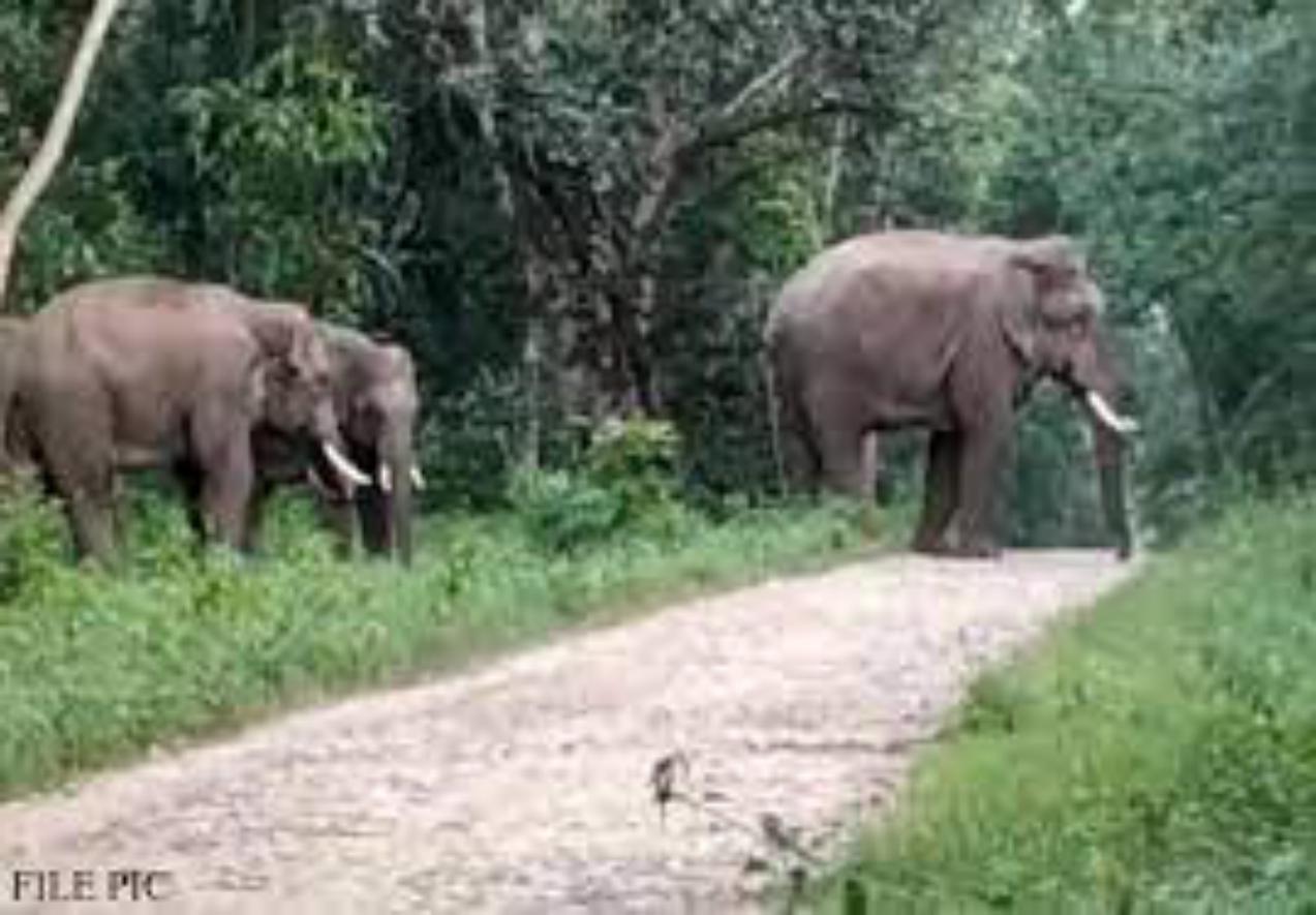 जंगल से सड़क पर आए हाथी ने एक व्यक्ति को पटक-पटक कर मार डाला