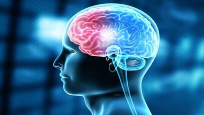 Study: दिमाग और खोपड़ी के बीच होती हैं रहस्यमयी सुरंगें, जानिए क्या करती हैं काम